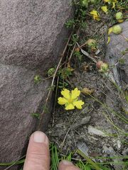 Hibbertia pachynemidium