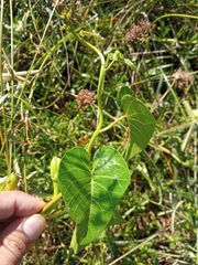 Ipomoea violacea