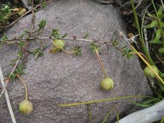 Hibbertia pachynemidium