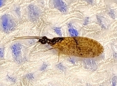 Sympherobius barberi