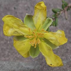Hibbertia pachynemidium