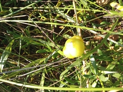 Ipomoea violacea
