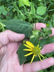 Rudbeckia laciniata