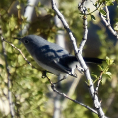 Polioptila