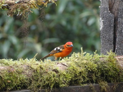 Piranga bidentata