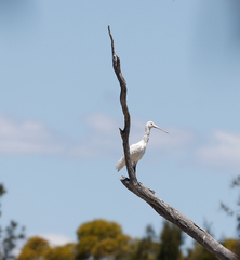 Platalea flavipes