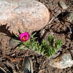 Portulaca grandiflora