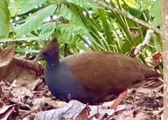 Megapodius reinwardt