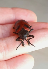 Coraliomela quadrimaculata