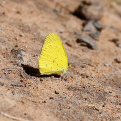 Eurema smilax
