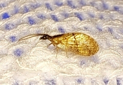 Sympherobius barberi