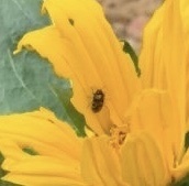 Acmaeodera diffusa