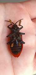Coraliomela quadrimaculata