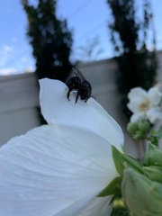 Xylocopa tabaniformis androleuca