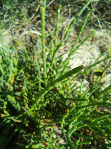 Image of Salicornia bigelovii by (c) Juan Carlos A. Fierro, some rights reserved (CC BY-SA)