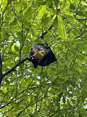 Pteropus conspicillatus