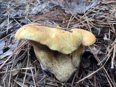 Suillus hirtellus