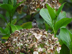 Selasphorus flammula