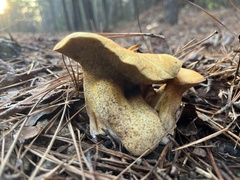 Suillus hirtellus