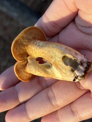 Suillus hirtellus