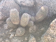 Mammillaria