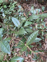 Camellia sinensis assamica