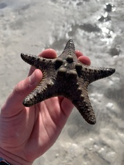 Protoreaster nodulosus