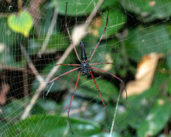 Nephila kuhli