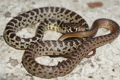 Coluber constrictor flaviventris