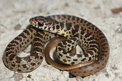 Coluber constrictor flaviventris