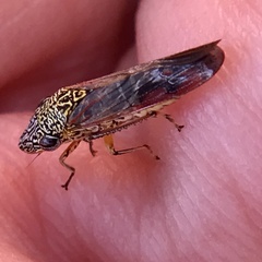 Homalodisca liturata