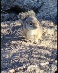 Ammospermophilus harrisii