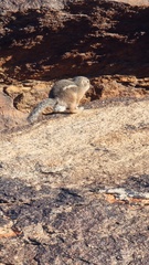 Ammospermophilus harrisii