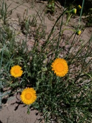 Hysterionica jasionoides