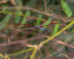 Nephila kuhli