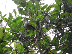 Mecocerculus
