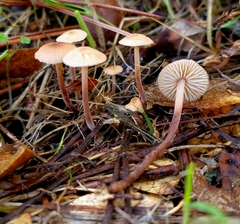 Mycetinis copelandii