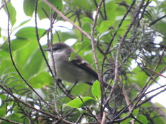 Mecocerculus