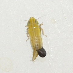 Dryinidae
