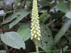 Gomphichis