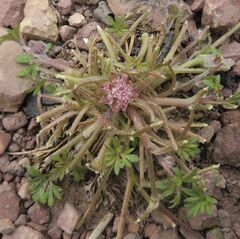 Actinotus gibbonsii