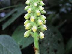 Gomphichis