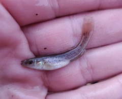 Fundulus catenatus