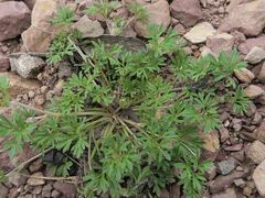 Actinotus gibbonsii