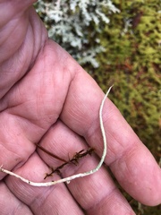 Cladonia ecmocyna occidentalis