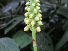 Gomphichis
