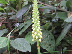 Gomphichis