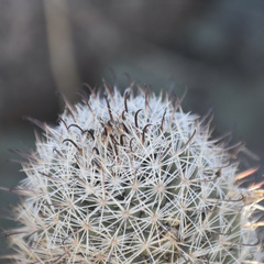 Mammillaria