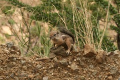 Ammospermophilus harrisii