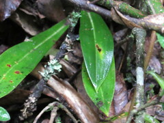 Gomphichis